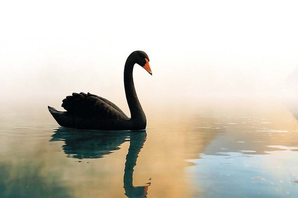 Los 8 cisnes negros de 2026 que pueden agitar el mercado