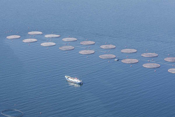 Se vuelve a rechazar solicitud de comunidades indígenas por espacio costero con 300 concesiones salmoneras