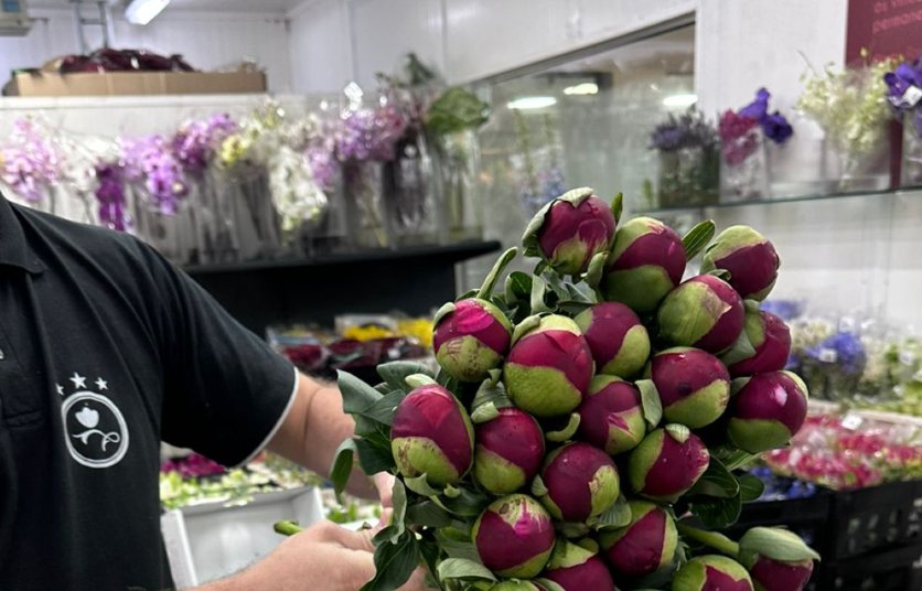 <p>Hito para la industria chilena de flores: productores de Curicó concretan el primer envío de peonías a México</p>