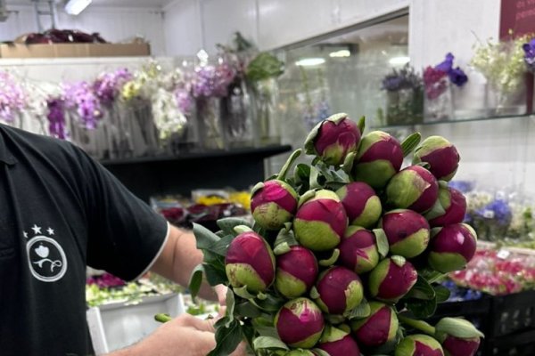 <p>Hito para la industria chilena de flores: productores de Curicó concretan el primer envío de peonías a México</p>
