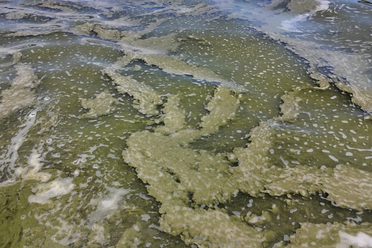 <p>Qué harán los tradicionales veraneantes de Vichuquén ante la crisis de contaminación del lago</p>