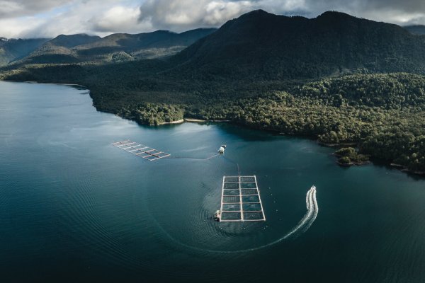 <p>Felipe Briones cierra la venta de su salmonera Yadrán a gigante japonesa Nissui</p>