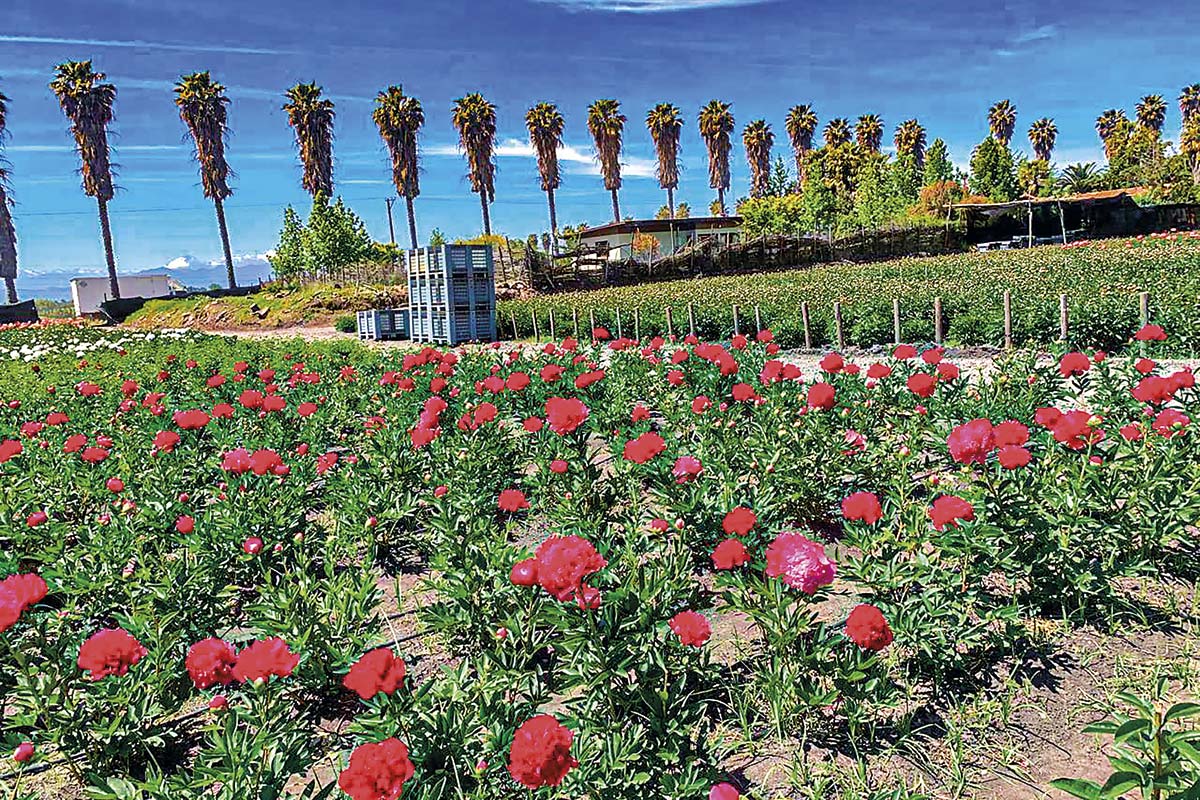 <p>Florece una nueva industria: Chile escala 16 puestos en ranking global de exportares de flores</p>