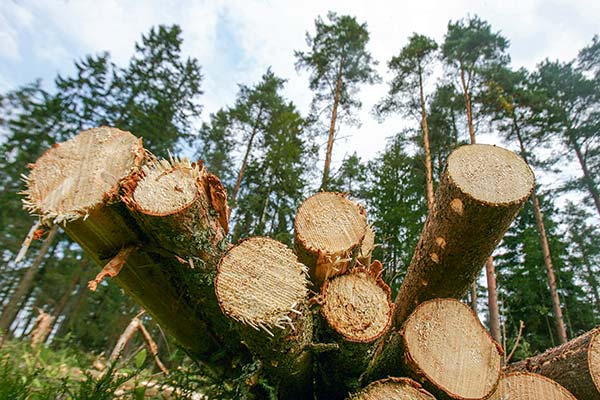 <p>PIB del Biobío se desploma 4,2%, el peor desempeño a nivel país, por caída en precios de celulosa y pesca</p>