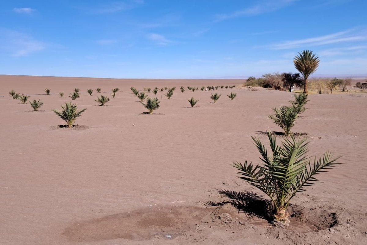 <p>Dátiles en el desierto: proyectos en Tarapacá apuntan a una agroindustria con retornos de hasta $ 28 millones por hectárea</p>