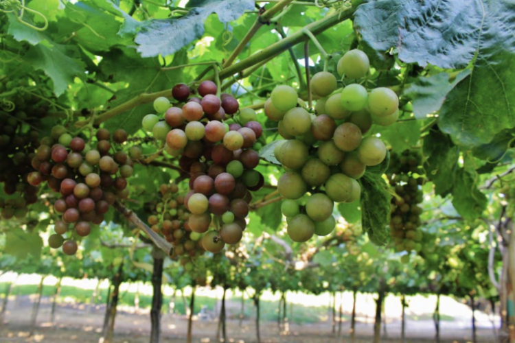 <p>Unifrutti Group, el gigante mundial que gana terreno en Perú</p>