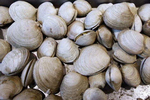 <p>¿Qué es la tóxina amnésica? Seremi de Salud decreta cierre de Bahía de Tongoy tras detección de mariscos contaminados</p>