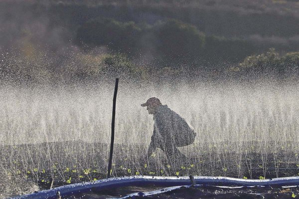 <p>Agricultores del Biobío advierten riesgo para cierre de cosecha de cerezas por falta de agua y piden política nacional de embalses</p>