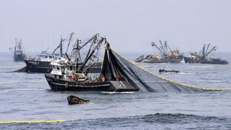 Perú prevee que pesca de anchoveta estaría en su etapa final
