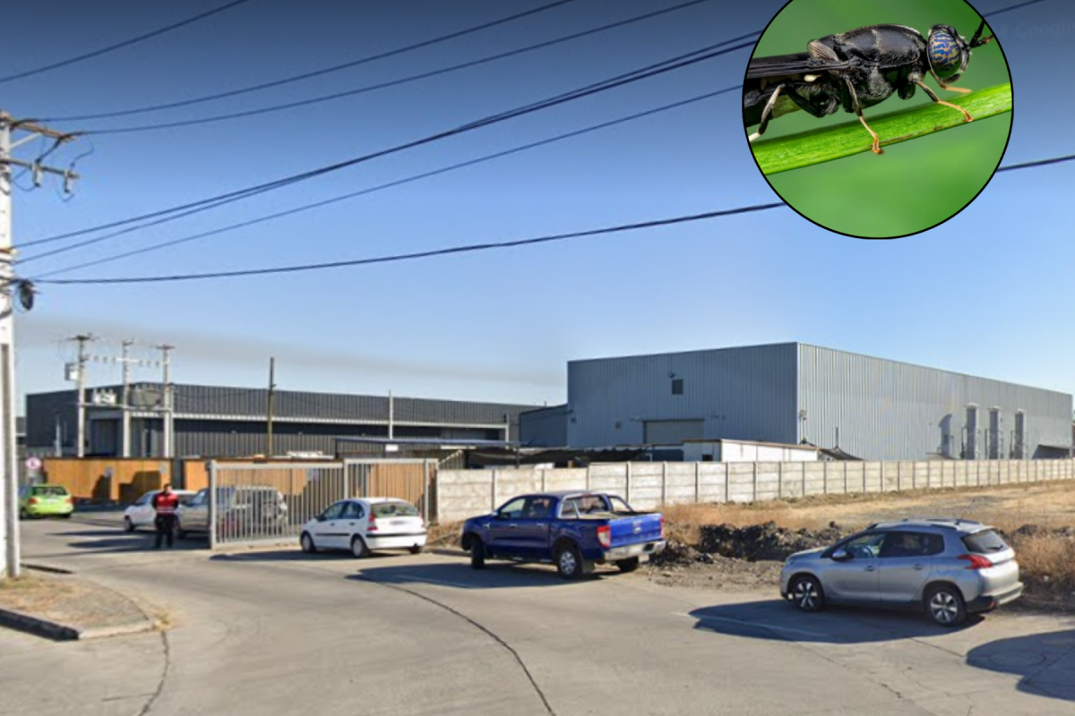 <p>Organizaciones sociales de la Región del Maule presentan recurso de protección para paralizar faenas de empresa F4F por olores molestos</p>