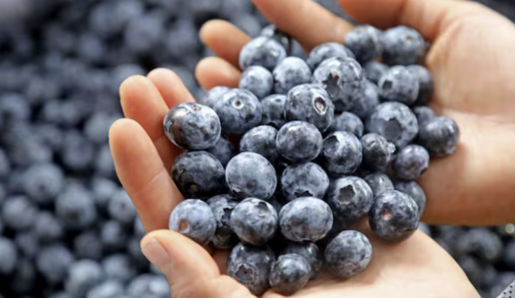 <p>Arándanos peruanos rompen récord de exportaciones, pero enfrentan un clima preocupante en 2026</p>