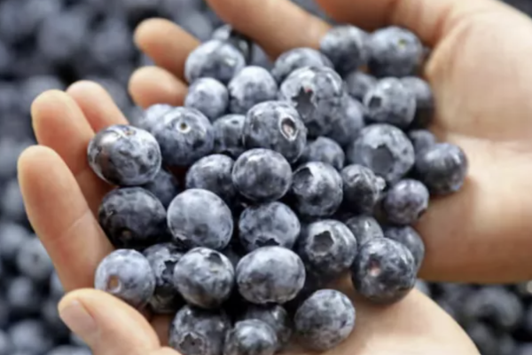 Arándanos peruanos rompen récord de exportaciones, pero enfrentan un clima preocupante en 2026