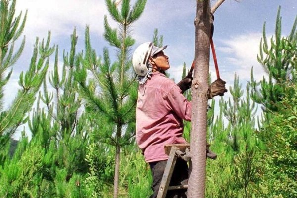 <p>Exportaciones forestales del Biobío caen 32,7% en noviembre y gremio alerta sobre impacto de los incendios en la oferta futura</p>