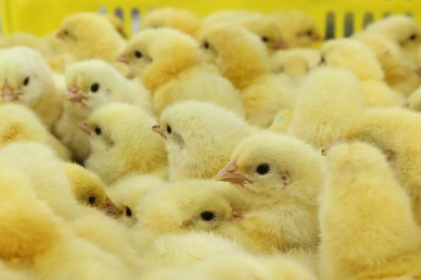 <p>Tradicional avícola del Biobío anuncia cierre de operaciones: brote de gripe aviar y crisis financiera precipitaron la quiebra</p>