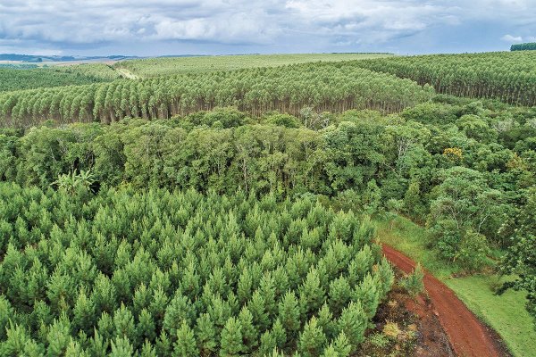 <p>La hazaña financiera de las forestales chilenas para levantar los mayores proyectos de su historia</p>