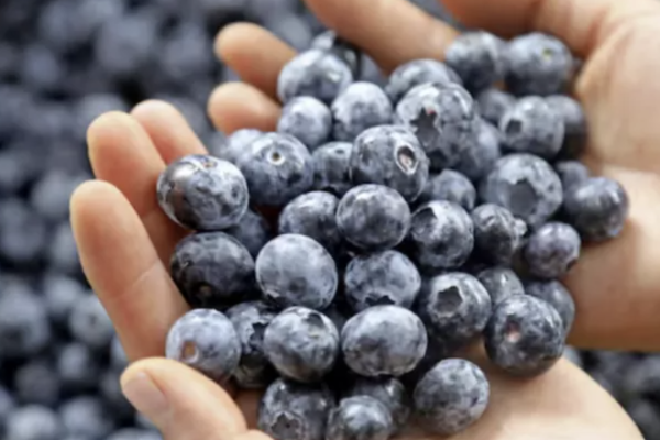 <p>Biobío cierra temporada de arándanos con alza del 11,6% en volumen, mientras la industria apunta a acelerar recambio varietal</p>