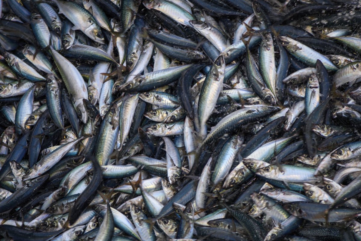 <p>Alimar invertirá US$ 18 millones en nueva planta de congelados en Lota tras aprobación del SEIA</p>