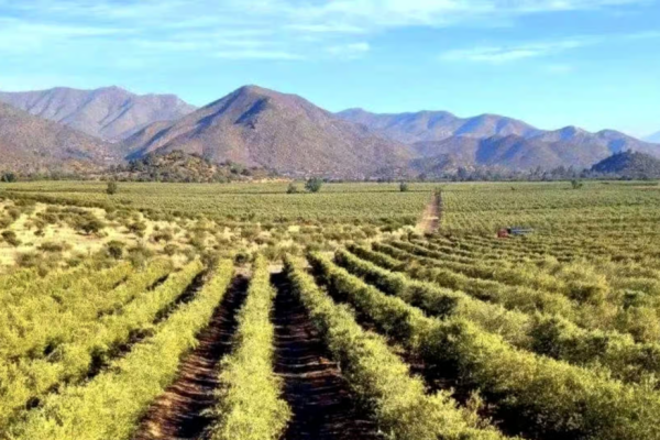 <p>Foto: Hacienda Chorombo</p>