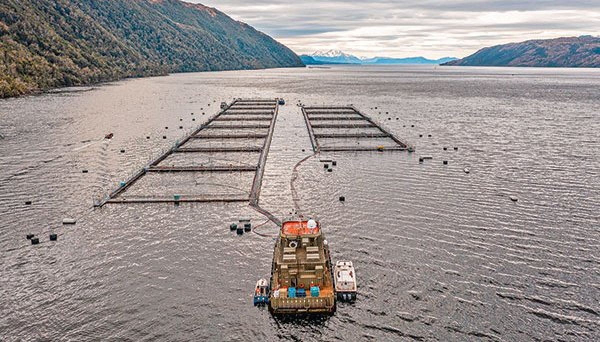 <p>Corte de Coyhaique ratificó multa por contaminación en centro de cultivo a salmonera Los Fiordos</p>