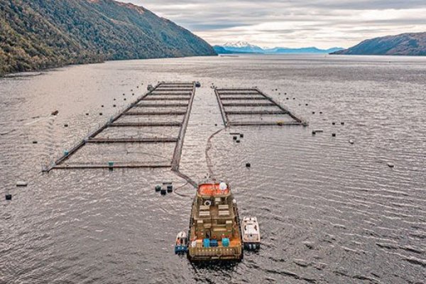 <p>Corte de Coyhaique ratificó multa por contaminación en centro de cultivo a salmonera Los Fiordos</p>