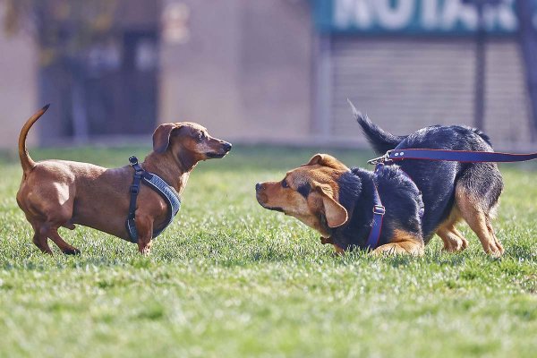 <p>Presentan siete proyectos de crematorios de mascotas en el país</p>