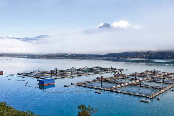 <p>Zoom a la Ley Lafkenche: más de tres millones de hectáreas buscan quedar bajo gestión indígena y solicitudes datan desde 2010</p>