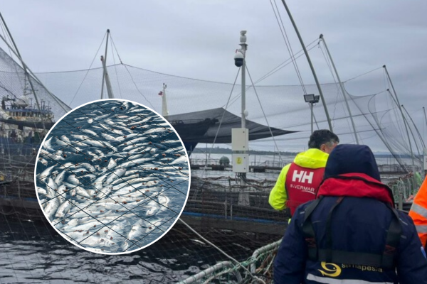 Invermar activa plan de contingencia tras pérdida de 283 toneladas de salmones por bajas de oxígeno en Chiloé