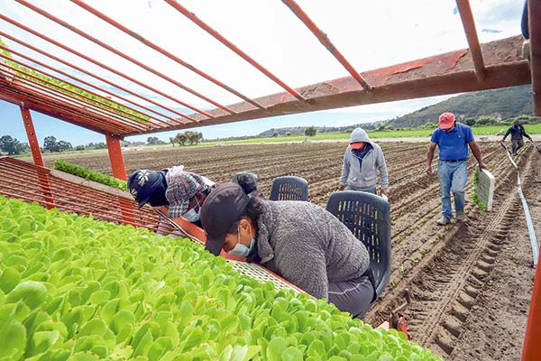 <p>Gremios agrícolas alertan que restricciones a contratación de migrantes agravaría escasez de mano de obra en el Biobío</p>