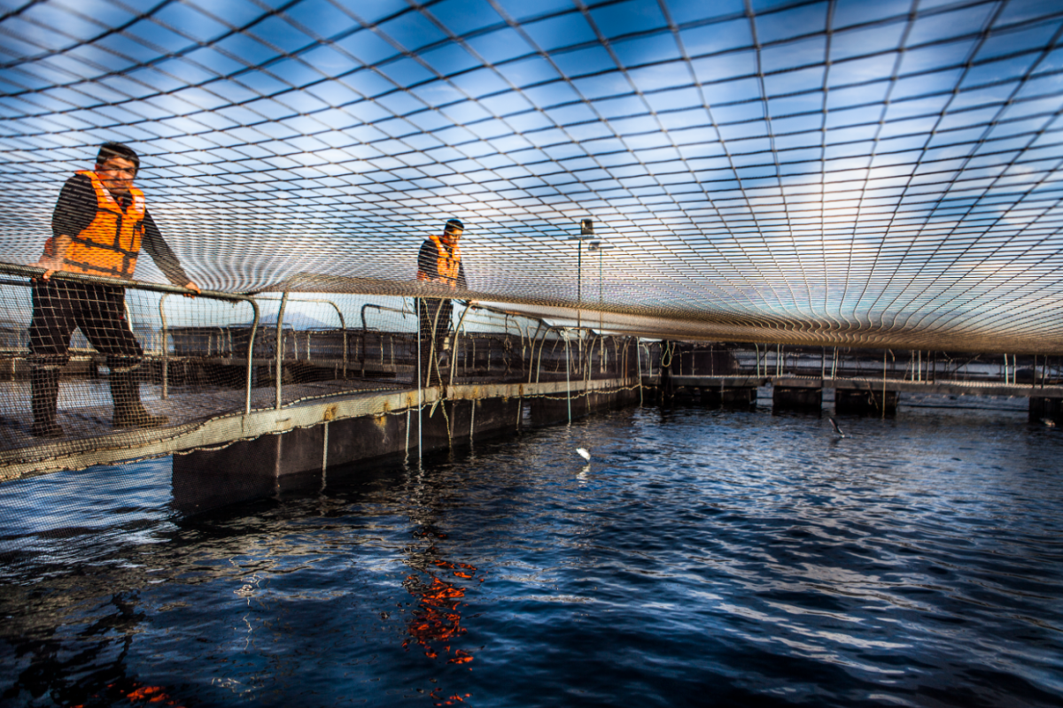 <p>SalmonChile por Ley General de Acuicultura: "La industria requiere reglas claras para proyectarse en el largo plazo"</p>