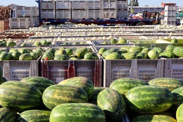 <p>¿Está más barata la feria? Bajas de precios entre verduras y frutas priman este verano</p>