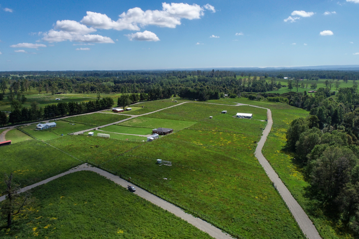 <p>SMA exige ingreso al SEIA a dueños del megaloteo “Bosques de frutillar” por ejecutar obras sin permiso ambiental</p>