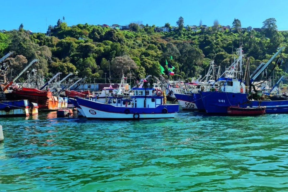 <p>Alimar demandará al Estado por fraccionamiento pesquero y alerta por viabilidad de nueva planta en Lota</p>