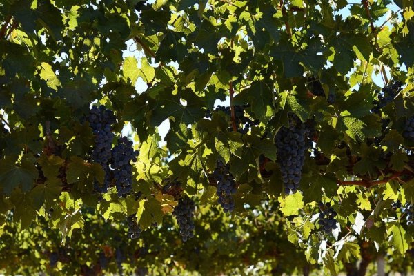 <p>Viña Santa Rita registró pérdidas por $ 5.871 millones durante 2025</p>