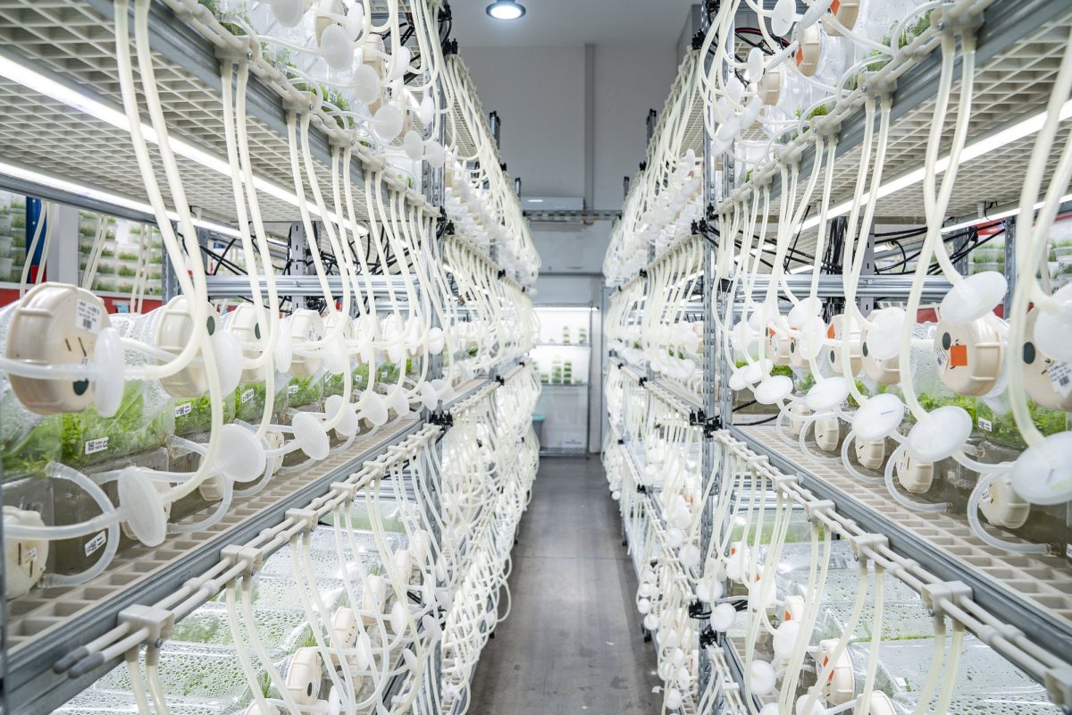 <p>Quillayes cultivados en plataforma in vitro de Botanical Solution.</p>