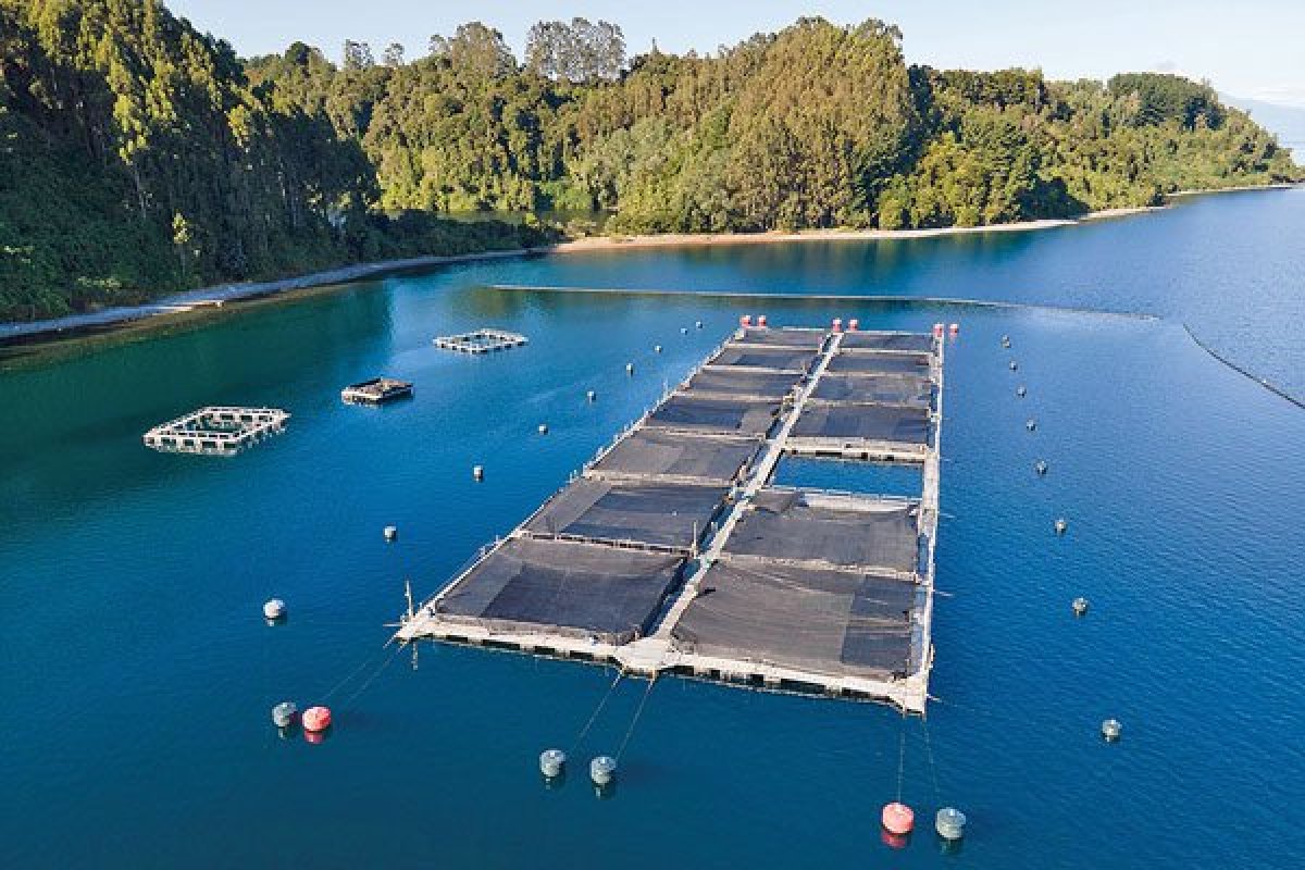 <p>Salmones Camanchaca casi duplica ganancias en el ejercicio</p>