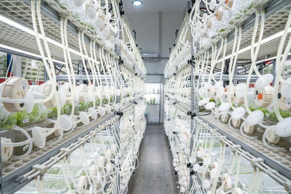 Quillayes cultivados en plataforma in vitro de Botanical Solution.