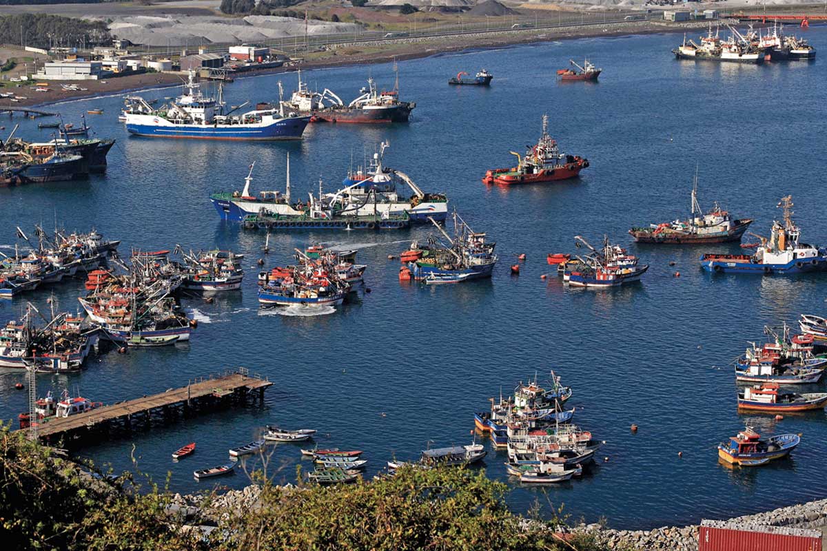 <p>Industriales del Biobío acusan impacto millonario de la Ley de la Jibia y piden reactivar captura ante avance de flota china</p>