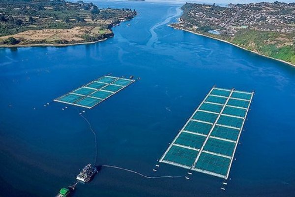 <p>SMA realiza masiva notificación a 263 Centros de Engorda de Salmones para asegurar que no excedan sus límites de producción en 2026</p>