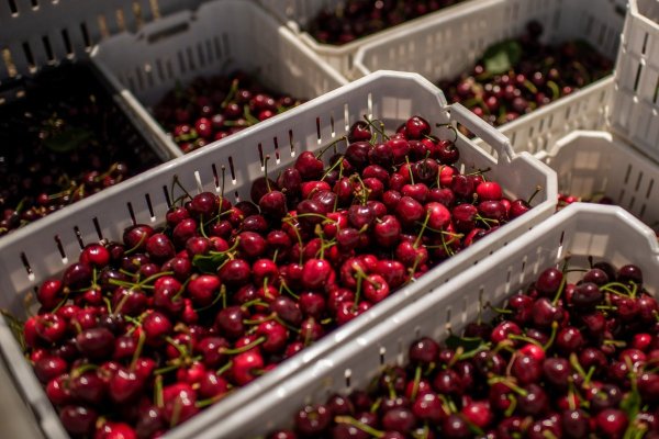 <p>Exportaciones de cerezas desde el Maule marcan récord con crecimiento de casi 80% en los envíos a Corea del Sur</p>