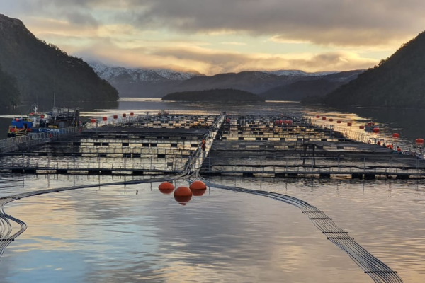 <p>Blumar, Australis y Cermaq implementan inédito proyecto que optimiza la producción salmonera en Magallanes</p>