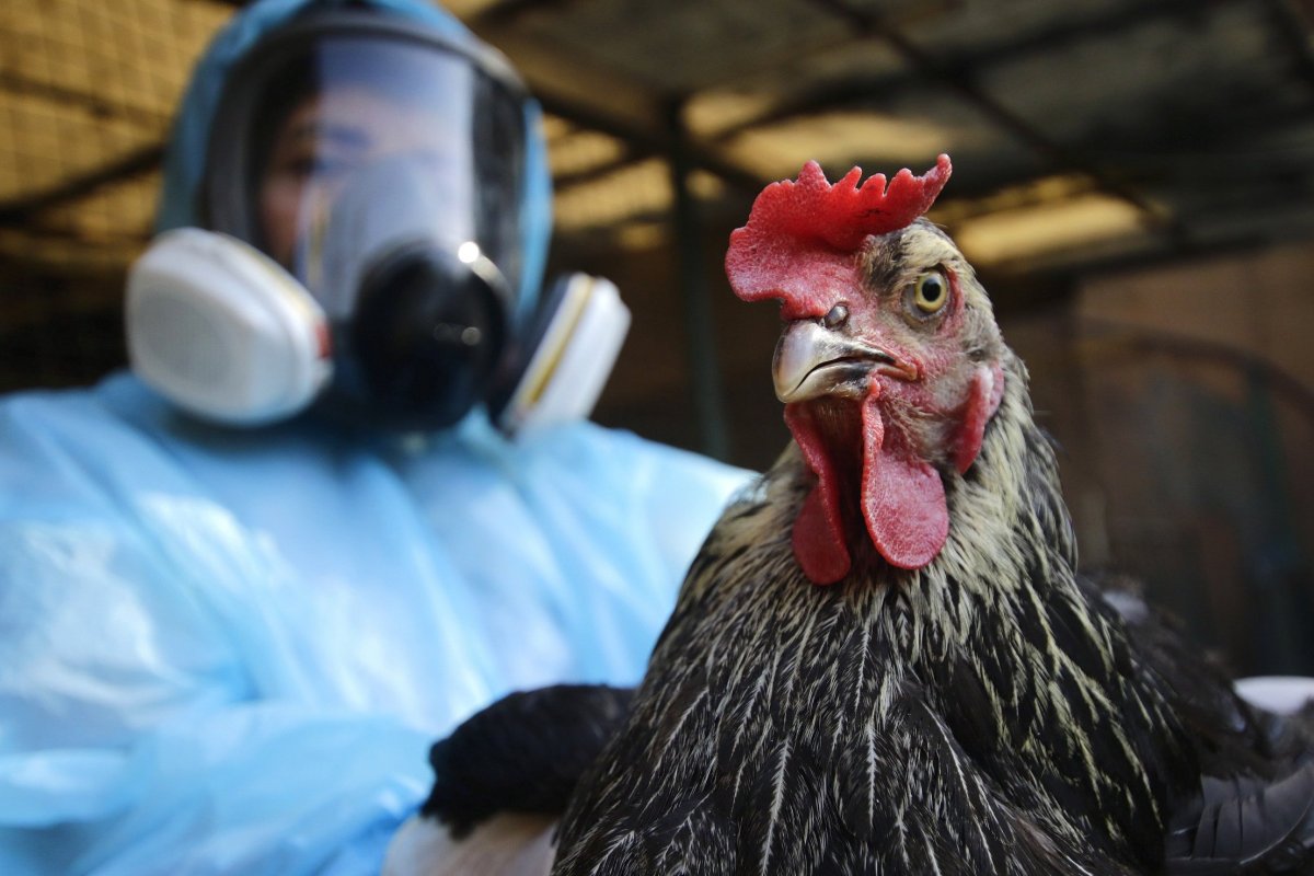 <p>Declaran alerta temprana preventiva en Valparaíso tras detección de influenza aviar H5N1 en humedal</p>