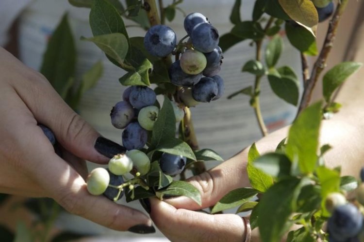 <p>Grupo chileno Empresas Penta invertirá US$ 60 millones en 400 hectáreas de arándanos en Trujillo</p>