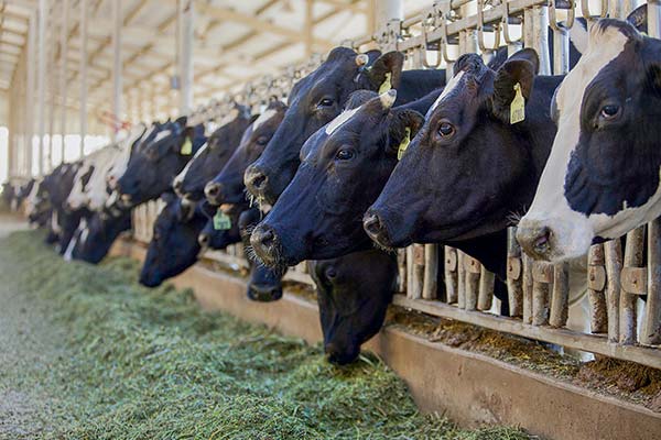 Producción de carne bovina inica 2026 a la baja: Fedecarne advierte "desinversión prolongada" y exige política de Estado que fortalezca la ganadería