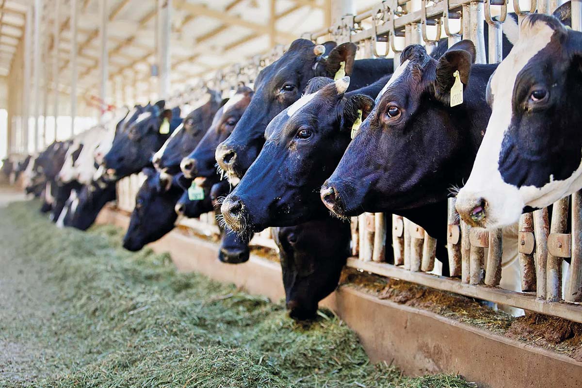 <p>Producción de carne bovina inicia 2026 a la baja: Fedecarne advierte "desinversión prolongada" y exige política de Estado que fortalezca la ganadería</p>