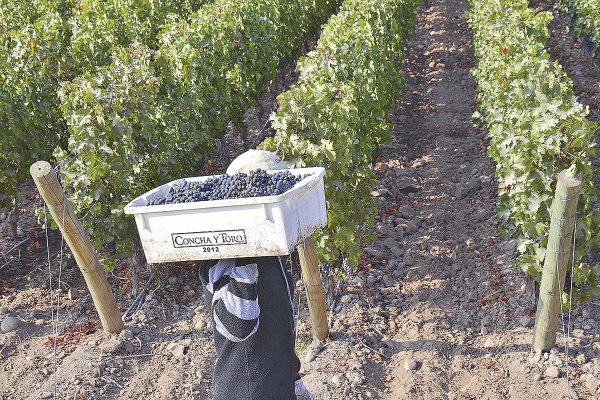 <p>Ingresos de Concha y Toro suben 1,7% en 2025 y directorio reactiva programa de recompra de acciones</p>