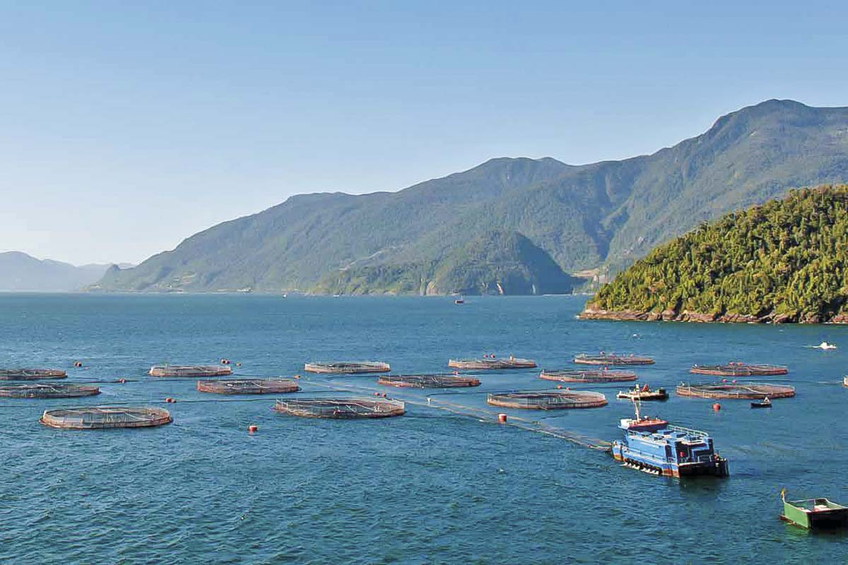 <p>Salmoneros destacan que despejar las relocalizaciones aumentaría la competitividad de la industria</p>