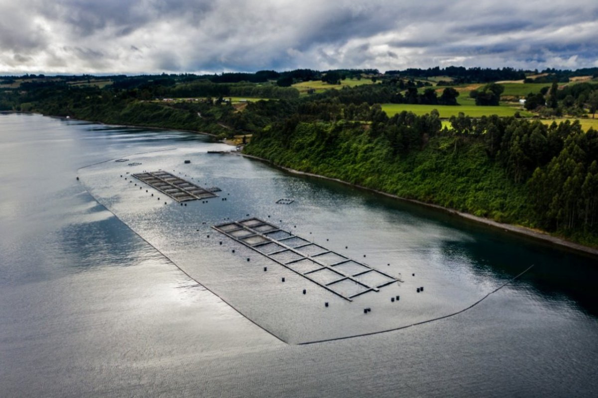 <p>Municipios de la Cuenca del Llanquihue plantean plazo máximo de cinco años para salida de salmoneras de aguas del lago</p>