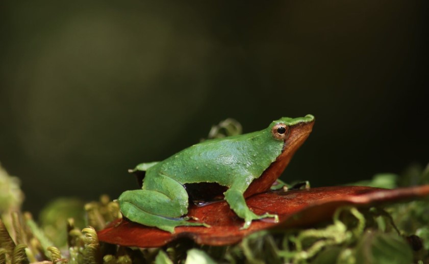 <p>Las ranitas de Darwin, nativas de Chile y clasificadas en peligro y en peligro crítico. (Foto: Ministerio del Medio Ambiente)</p>
