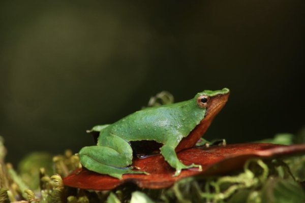 <p>Las ranitas de Darwin, nativas de Chile y clasificadas en peligro y en peligro crítico. (Foto: Ministerio del Medio Ambiente)</p>