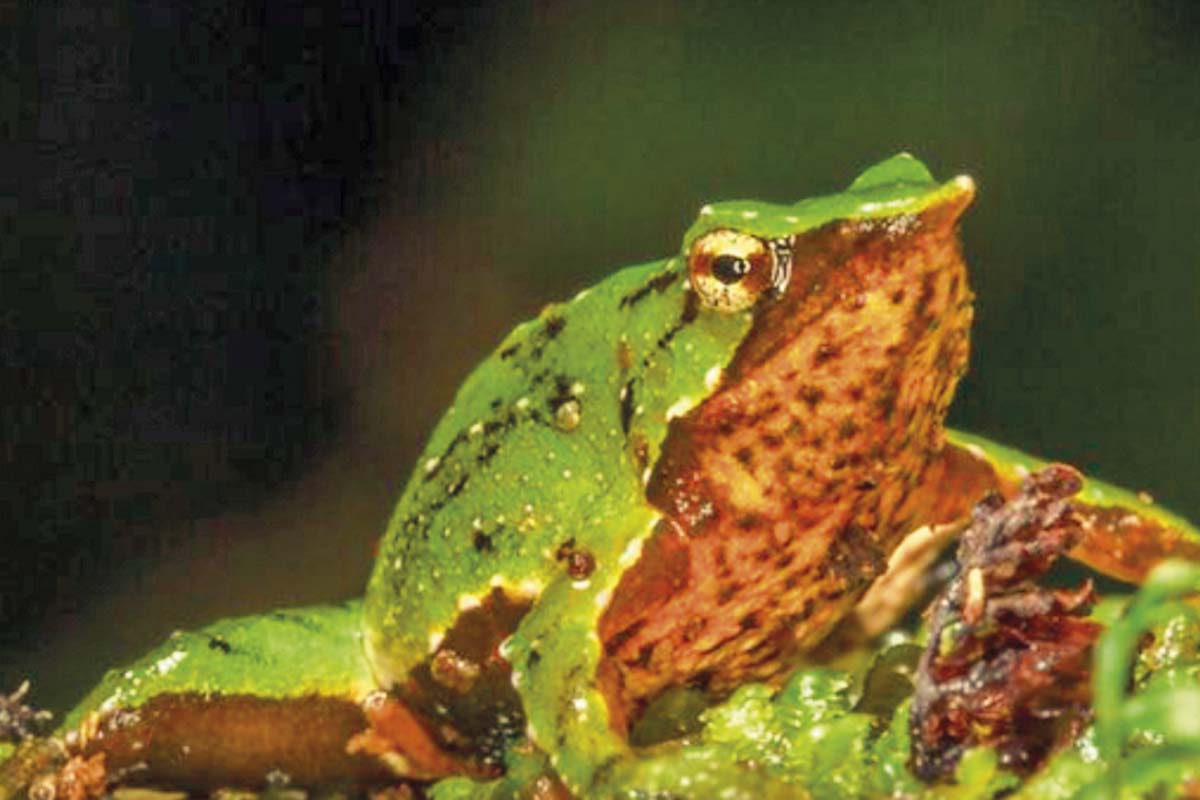 <p>Las ranitas de Darwin, nativas de Chile y clasificadas en peligro y en peligro crítico. (Foto: Ministerio del Medio Ambiente)</p>